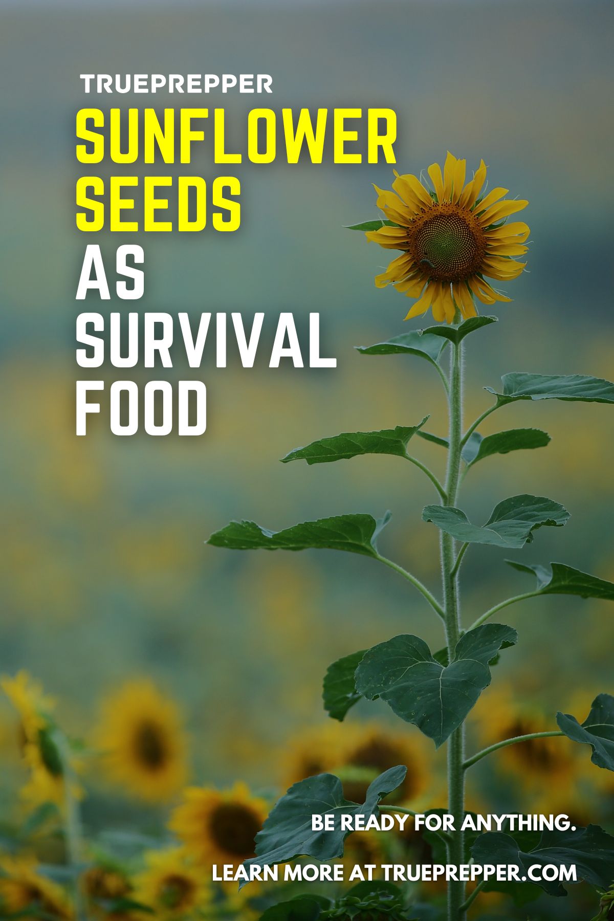 Sunflower Seeds as a Survival Food