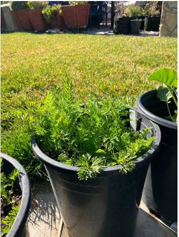 Carrots Tomatoes Squash Pumpkins