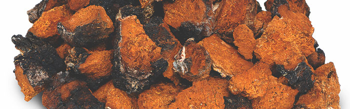 chaga