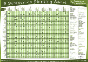 Companion Planting Chart