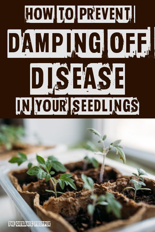 How to Prevent Damping Off Disease in Your Seedlings