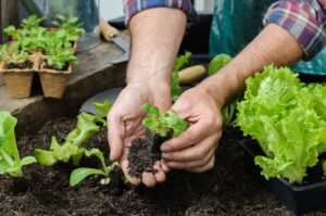 Plant Your Own Tree