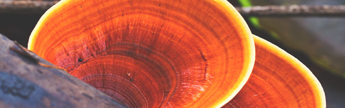 reishi