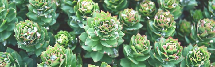 rhodiola