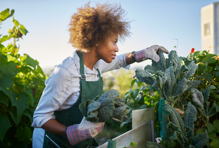 A woman harvesting kale from her home garden.