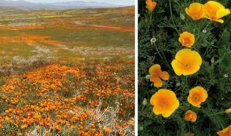 california-poppy