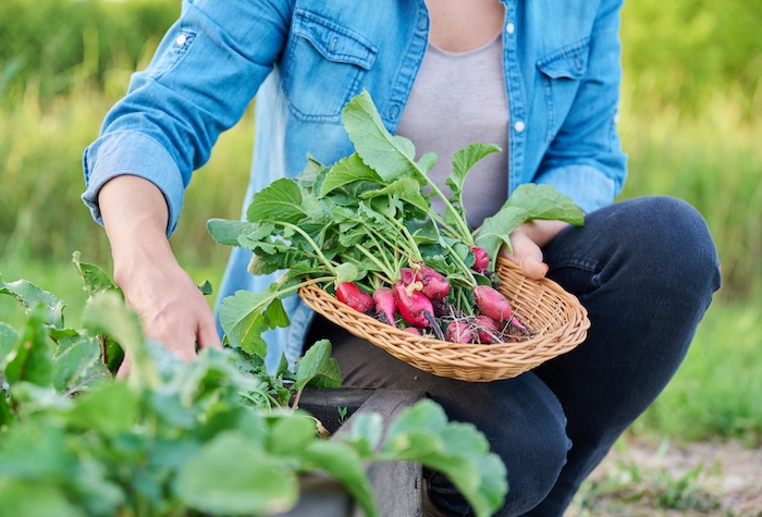 A woman harvesting radishes from her home garden and placing them in a basket.