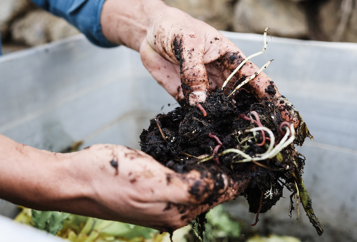 Farmer holding compost soil with worms inside.