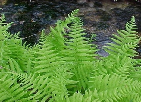 lady-fern