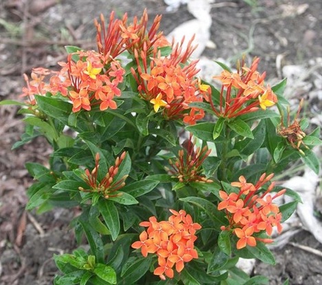 mexican-butterfly-blood-flower