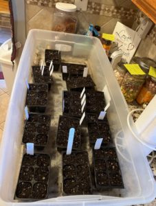 Seed starters