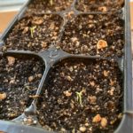 Sprouting in winter for Spring Planting