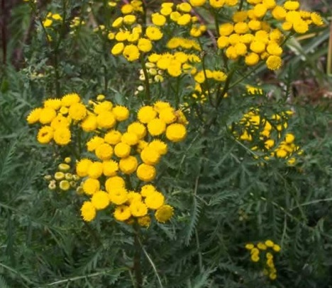 tansy