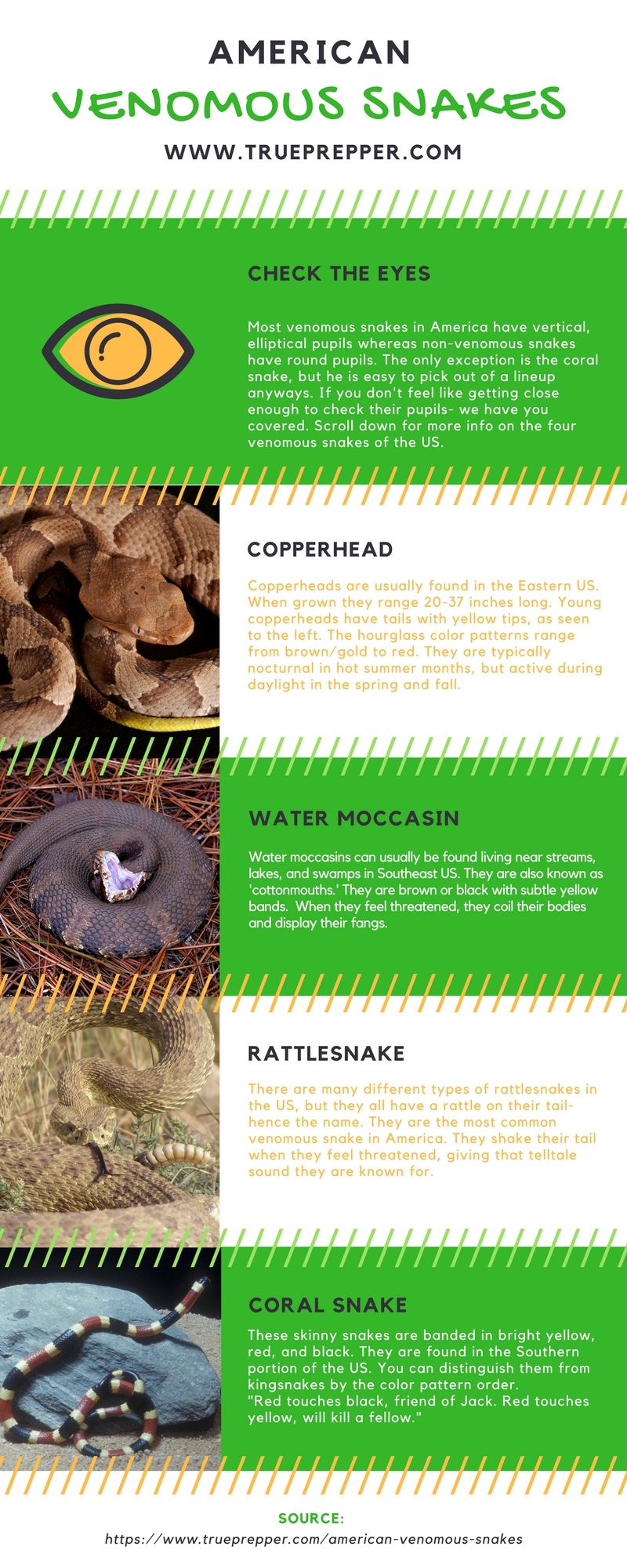 American Venomous Snakes Infographic