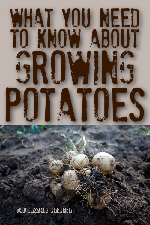 What You Need to Know About Growing Potatoes