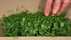 Microgreens