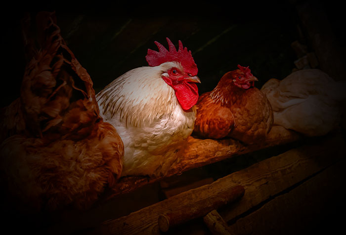 Chickens sleeping in their coop at night.