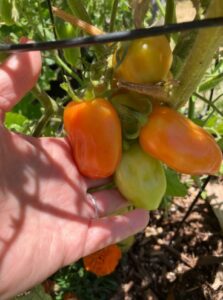 Roma and San Marzano Tomatoes