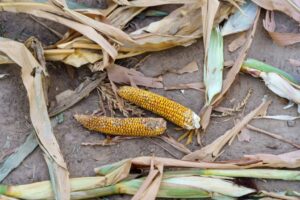 Dried Sweet Corn