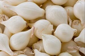 Garlic 