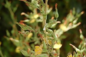 How to Grow Medicinal Herbs on Your Windowsill