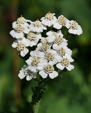 How to Grow Medicinal Herbs on Your Windowsill