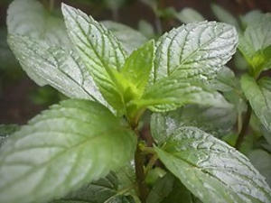 How to Grow Medicinal Herbs on Your Windowsill