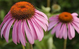 How to Grow Medicinal Herbs on Your Windowsill