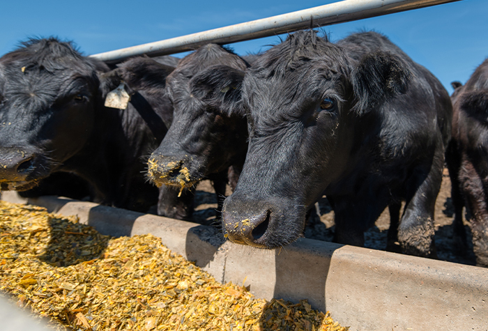 Cows eating from a feed trough.