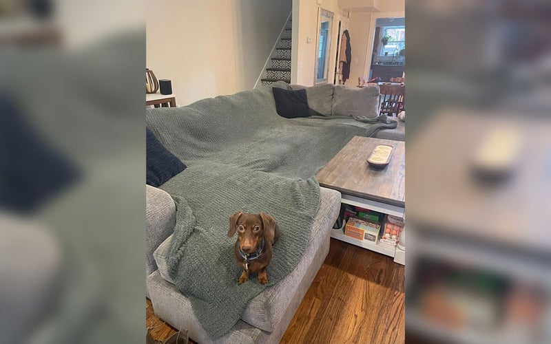 A miniature Dachshund sitting on a green Big Blanket Co. Premier Plush blanket