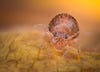 Dark brown globular springtail