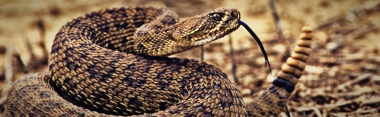 rattlesnake