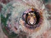 a small fish with yellow eyes peeks out from inside a glass bottle