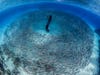 A diver is encircled by thousands of baby barracudas