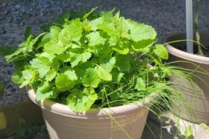 OTC Meds In Your Backyard 10 Plant Alternatives