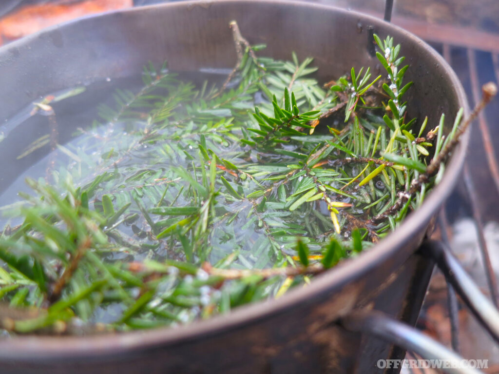 Photo of fir needles being steeped in boiling water for tea.