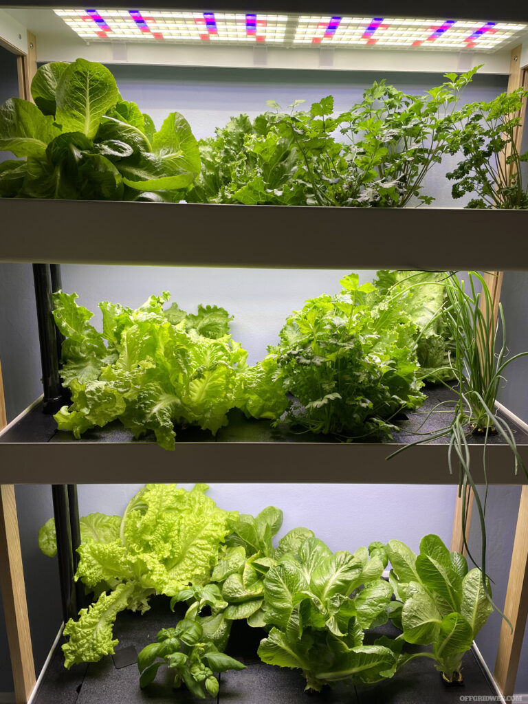 Five weeks into the grow cycle and all the plants are ready to start feeding you and your family. The three-level Family Garden is compact, but has enough capacity to grow dozens of plants, and provide your family with a substantial amount of fresh produce over an extended period of time.