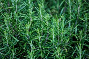 20 Medicinal Herbs Every Prepper Must Grow